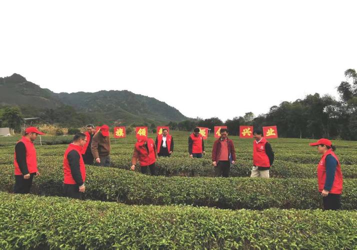 农业科技人员在茶叶基地给农民朋友提供技术指导和咨询服务